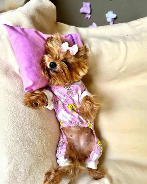 Toad Teddy Penye Tulum Yastık Takım Uyku Set Köpek Tulum Elbise