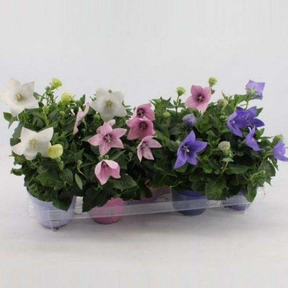 Büyük Karışık Renkli Platycodon Balon Çiçeği Tohumu (100 tohum) - 2