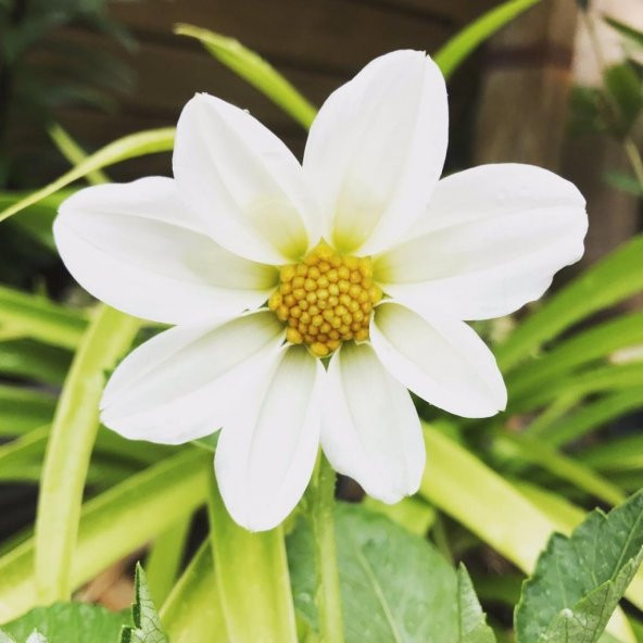 Beyaz Renkli Bodur Mignon Dahlia Çiçeği Tohumu (80 tohum)