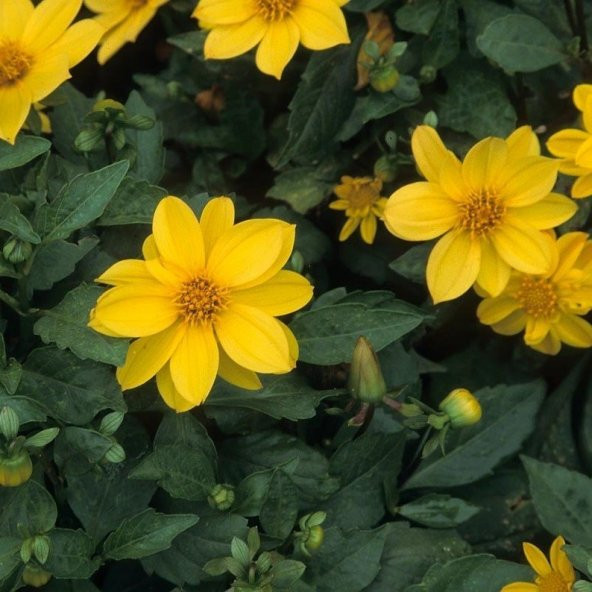 Sarı Renkli Bodur Mignon Dahlia Çiçeği Tohumu (80 tohum)