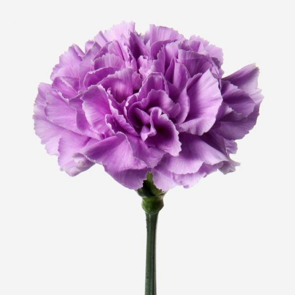 Chabaud Violet Katmerli Karanfil Çiçeği Tohumu (70 adet)