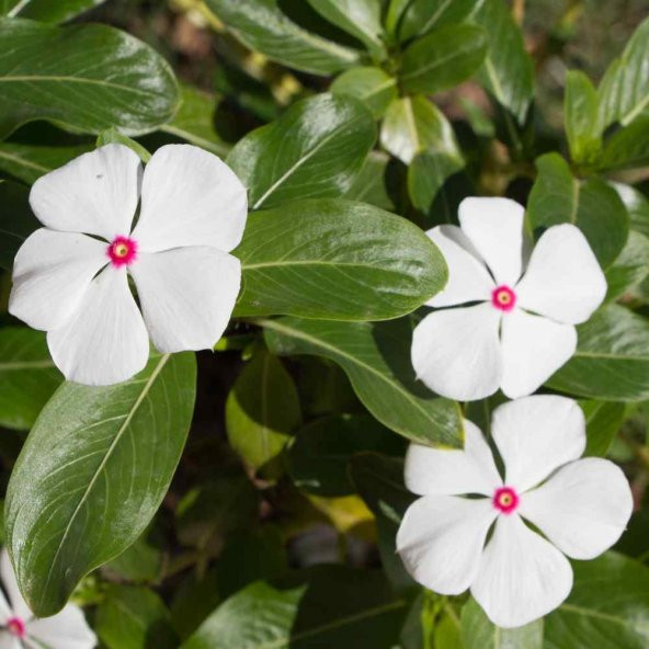 Vinca Bright Eyes Rozet Çiçeği Tohumu (20 tohum)