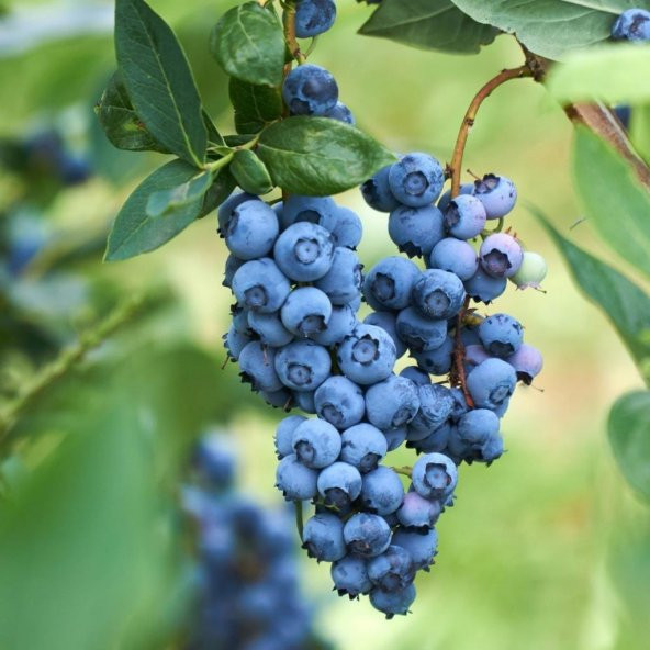 Tüplü Darrow Yaban Mersini Fidanı - Resim 3