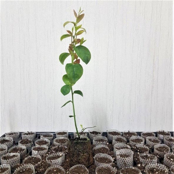 Tüplü Darrow Yaban Mersini Fidanı - Resim 4