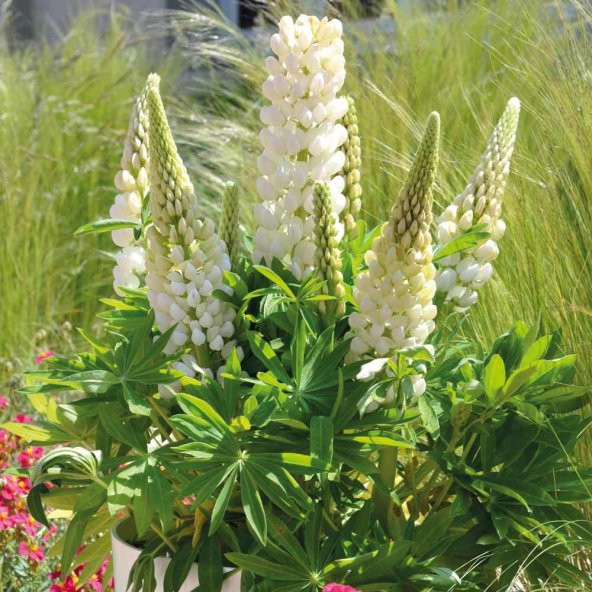 White Lupin Beyaz Acı Bakla Çiçeği Tohumu (30 Tohum) - 3
