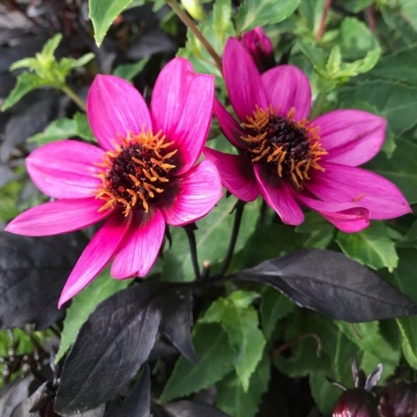 Mor Renkli Bodur Mignon Dahlia Çiçeği Tohumu (80 tohum) - Resim 3