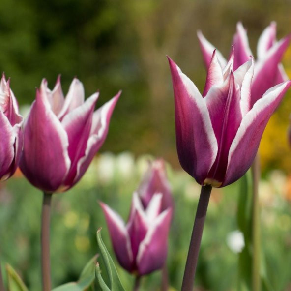 Claudia Lila White Lale Soğanı (5 adet) - 2