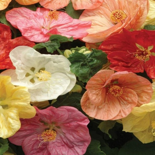 Karışık Renkli Çin Çan Çiçeği Tohumu (50 tohum) - 2