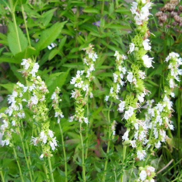 Dev Meksida Beyazı Hyssop Çiçeği Tohumu(50 tohum)
