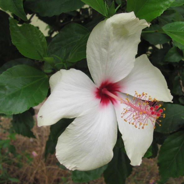 Süt Beyazı Hibiscus Çiçeği Tohumu(20 adet)