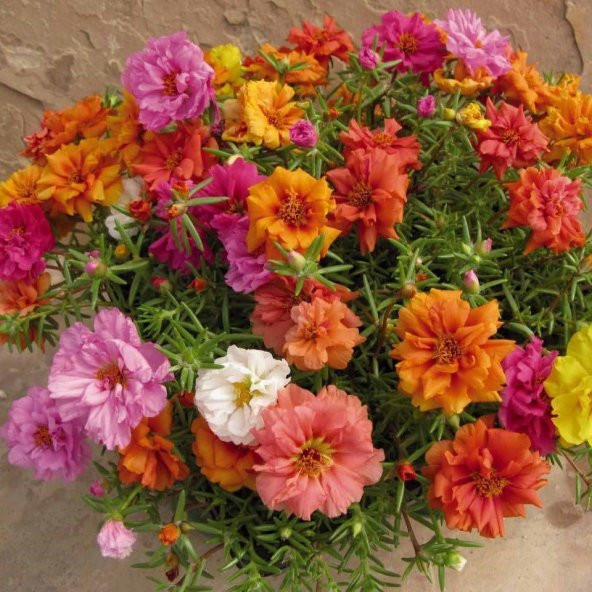 Soğuklara Dayanıklı Katmerli Mixed Geum Çiçeği Tohumu (20 Tohum) - 4