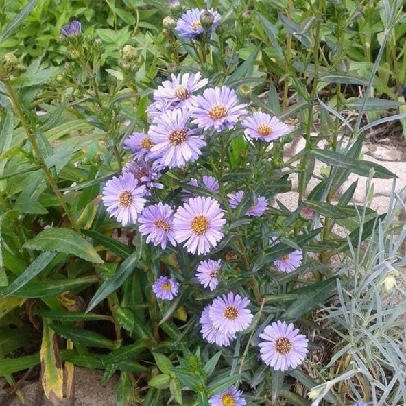 Clear Mavi Renkli Erigeron Çiçeği Tohumu (50 Tohum)