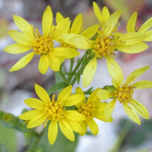 Solidago Çiçeği Tohumu(100 tohum) - 3