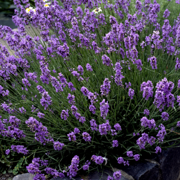 Lavandula Angustifolia Lavanta Çiçeği Tohumu(25000 tohum) - 4