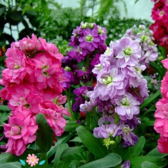 Ageratum Mexicanum Mavi Vapur Dumanı Çiçeği Tohumu (100 tohum)