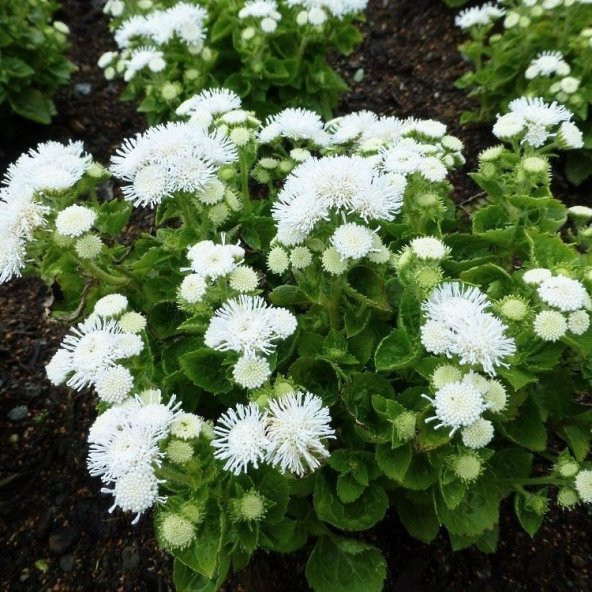 Beyaz Ageratum(Vapur Dumanı) Çiçeği Tohumu