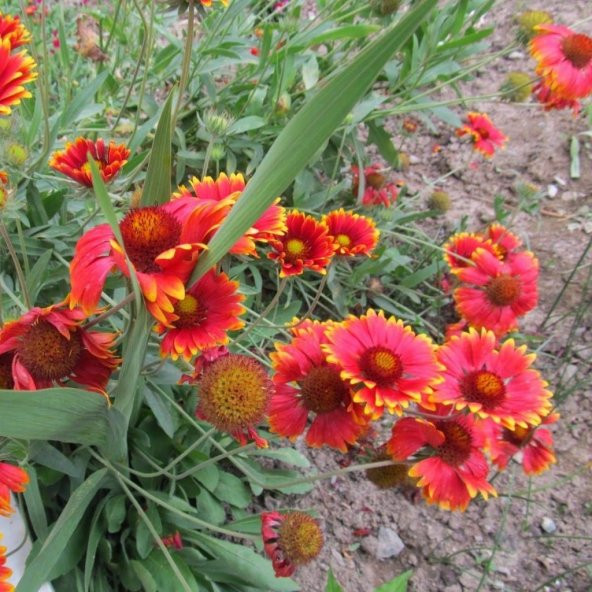 İndian Blanket Gaillardia Gayret Çiçeği Tohumu(30 adet)