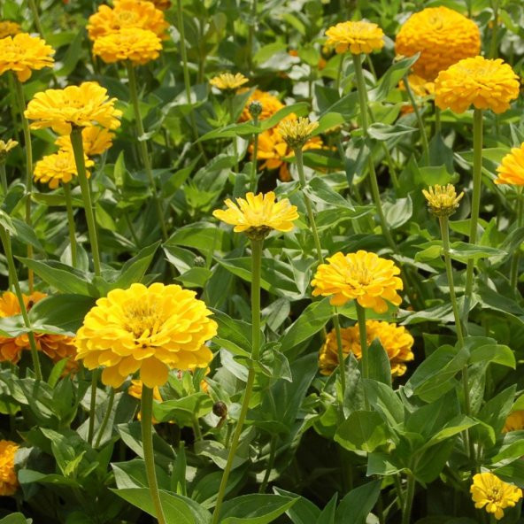 Super Elegans Sarı Renkli Zinya Çiçeği Tohumu(40 tohum)
