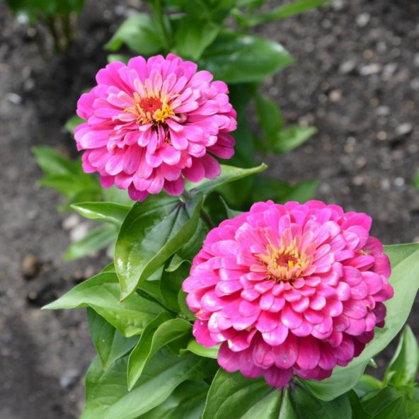 Super Rose Zinya Çiçeği Tohumu (40 tohum)
