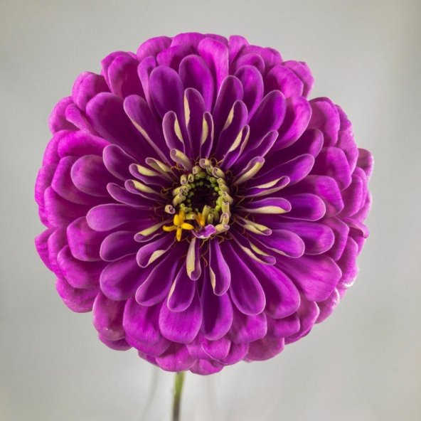 Dahlia Çiçekli Lavender Zinya Çiçeği Tohumu (40 tohum) - 2