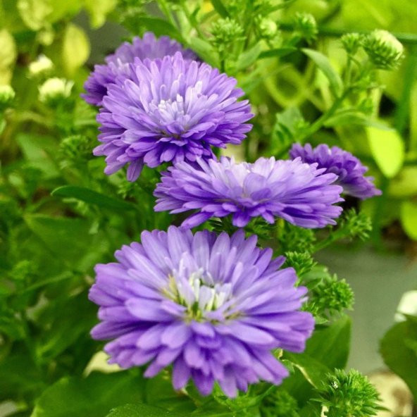 Pompon Mor Renkli Moon Aster Çiçeği Tohumu (50 tohum)