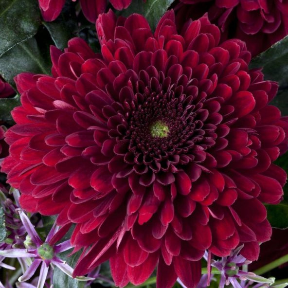 Callistephus Pompon Koyu Kırmızı Aster Çiçeği Tohumu (50 tohum) - 3