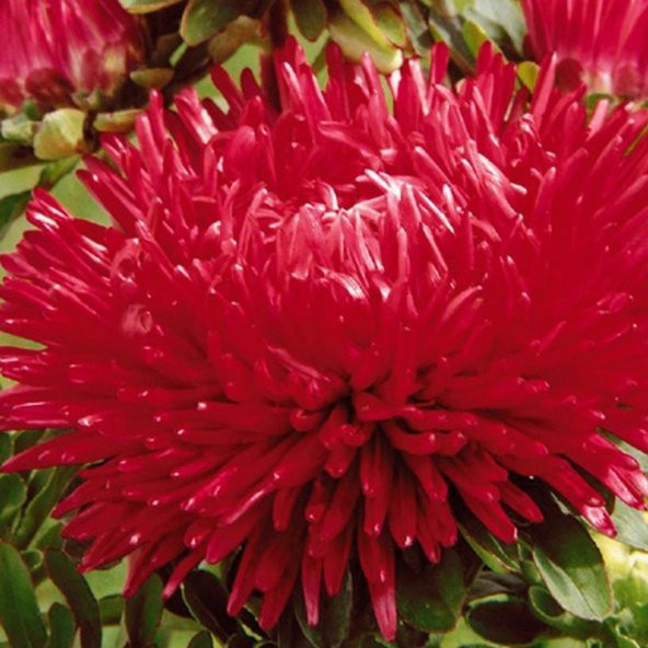Pompon Salmon Kırmızı Renkli Aster Çiçeği Tohumu (50 tohum)