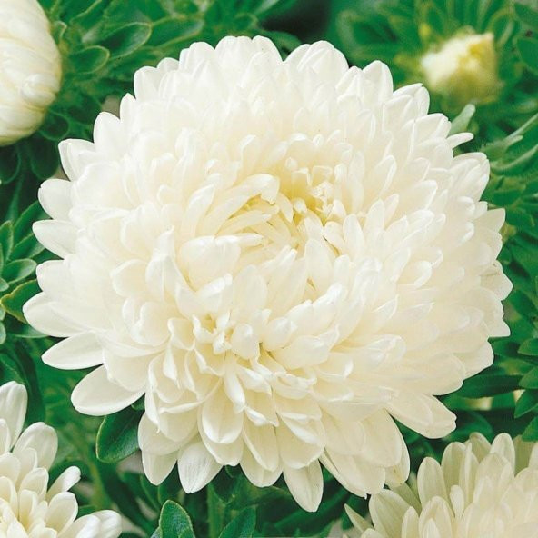 Pompon Beyaz Renkli Aster Çiçeği Tohumu (50 tohum)