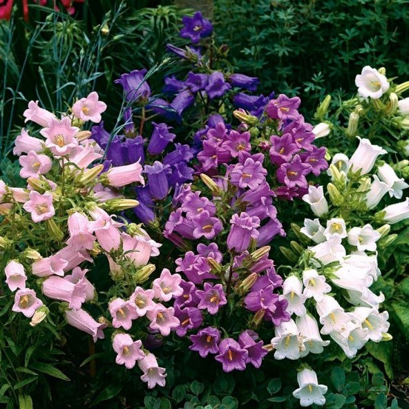 Cup & Saucer Campanula Karışık Çan Çiçeği Tohumu (100 Tohum) ürün görseli 1