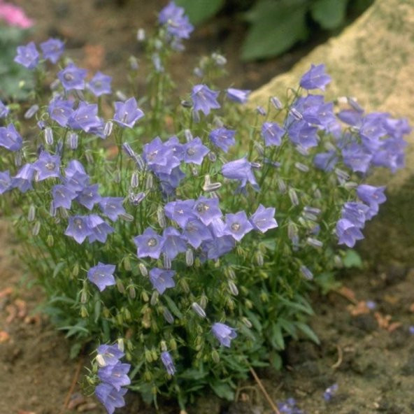 Light Blue Campanula Çan Çiçeği Tohumu (100 tohum)