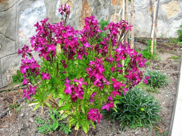 Pembe Güzeli Klarkiya Çiçeği Tohumu(100 tohum) - 2