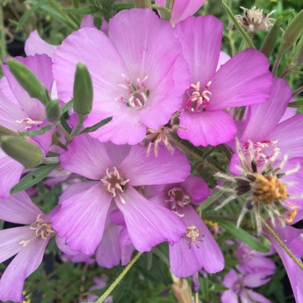 Lila Renkli Bottae Godetya Çiçeği Tohumu(50 tohum)