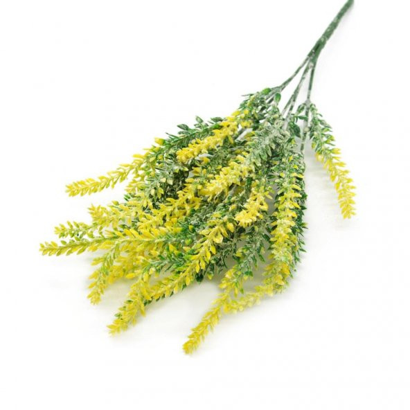 Limonium Sinuatum Deep Yellow Deniz Lavantası Tohumu(30 tohum)