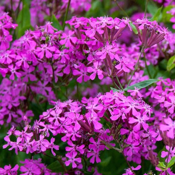 Koyu Pembe Silene (Nakil) Çiçeği Tohumu (100 tohum) - 4