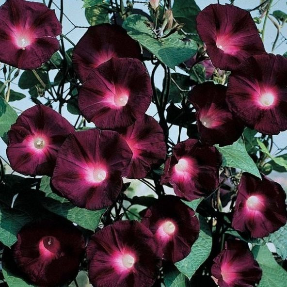 Knowlians Black Gündüz Sefası Çiçeği Tohumu(10 tohum)
