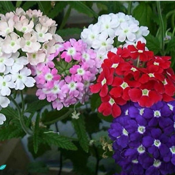 Karışık Renkli Yer Minesi (Verbena) Çiçeği Tohumu (100 tohum)