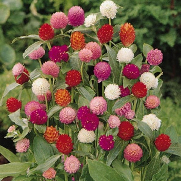 Gomphrena Globosa Karışık Renkli Medine Çiçeği Tohumu (50 tohum) - Resim 5