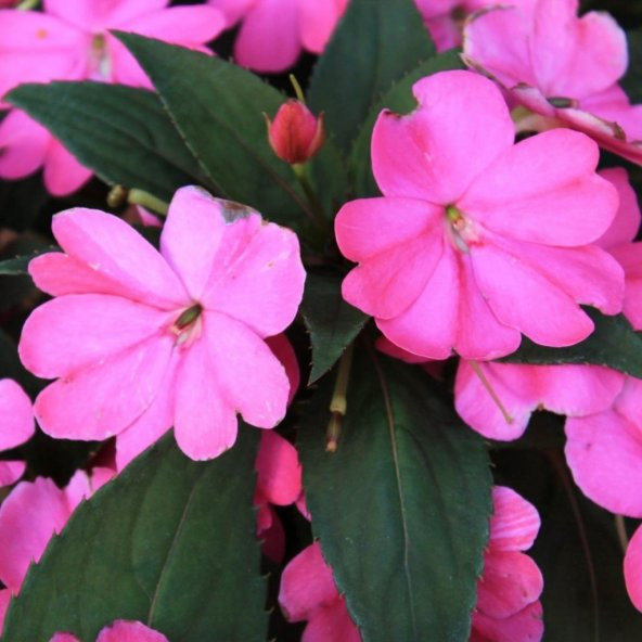 Saksılık Wallerine Baby Pembe Bodur Cam Güzeli Çiçeği Tohumu (20 tohum) - 4