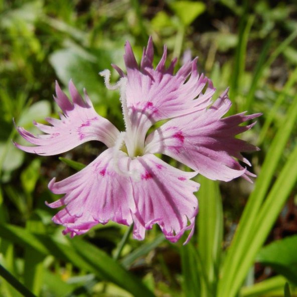 Püsküllü Pembe Pink Dianthus Çiçeği Tohumu (50 adet)