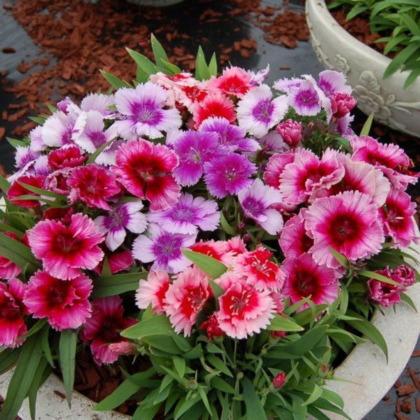 Karışık Renkli Bodur Çin Karanfil Çiçeği Tohumu (450 tohum) - 9