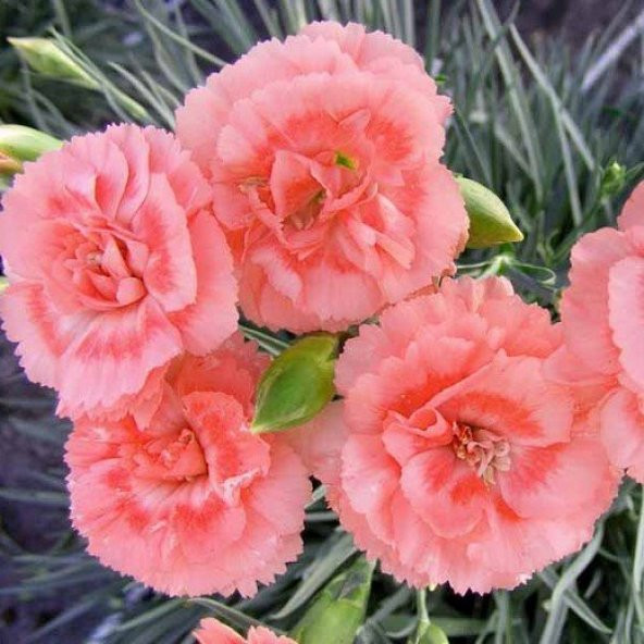 Chabaud Gül Renkli Karanfil Çiçeği Tohumu (70 adet)