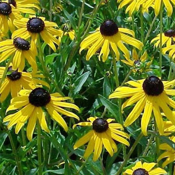 Golden Rudbekya (Rudbeckia) Güneş Şapkası Çiçeği Tohumu(100 tohum)