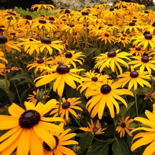 Kahverengil Gözlü Rıdbekya Çiçeği Tohumu(100 tohum) - 2