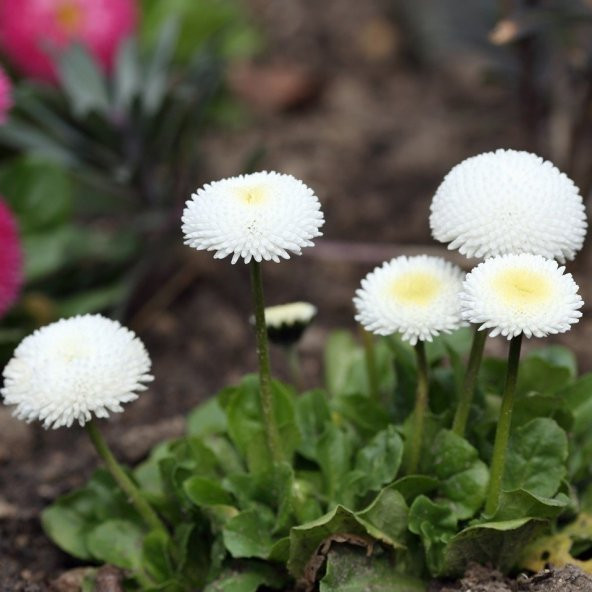 Bellis Perennis Beyaz Ponpon İngiliz Çayır Papatyası Çiçeği Tohumu(100 tohum) - 2