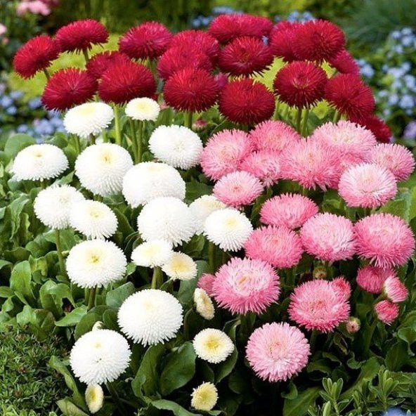 Katmerli Bellis Perennis Ponpon İngiliz Çayır Papatyası Çiçeği Tohumu(100 tohum) - 3
