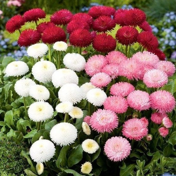 Katmerli Bellis Perennis Ponpon İngiliz Çayır Papatyası Çiçeği Tohumu(100 tohum) - 4