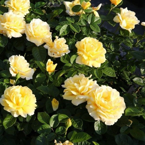 Tüplü Yediveren Kokulu Sarmaşık Sarı Ponpon Gül Fidanı - Resim 4