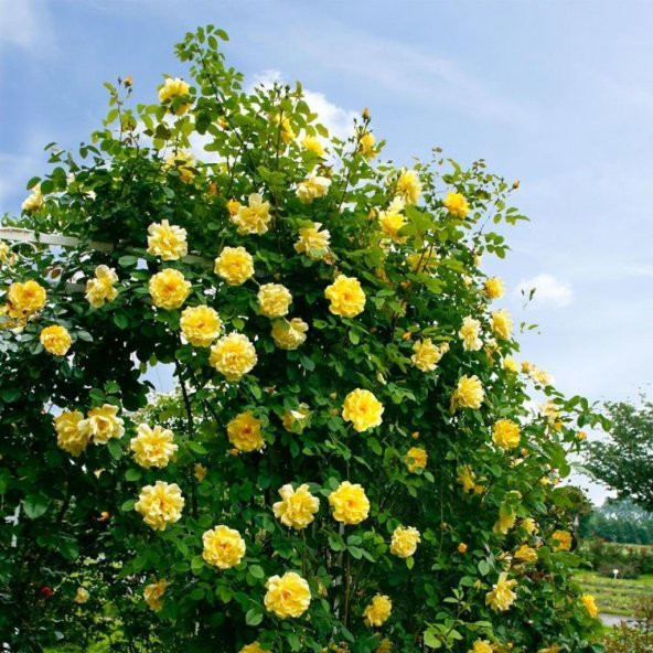 Tüplü Yediveren Sarı İvy Kokulu Sarmaşık Gül Fidanı - 2