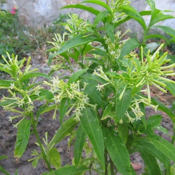 Tüplü Aromatik Melissa (Parfüm Çiçeği)‏ Fidanı(100-150 cm)