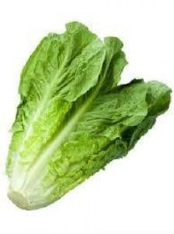 Duna Yedikule Tipi Marul Fidesi (5 Adet) - Resim 3